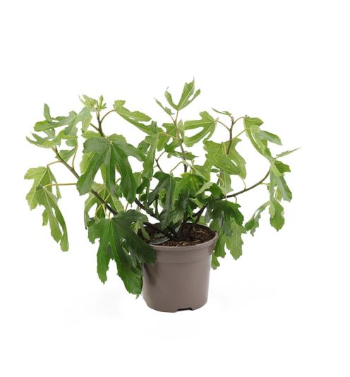 Ficus 'Little Miss Figgy' 3 Litres